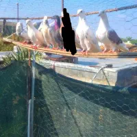 کبوتر هم پرشی