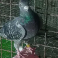 کبوتر پلاکی یک ماده عربستان و نر پلاک ایران
