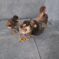 جوجه لاری|حیوانات مزرعه|رشت, تازه آباد|دیوار