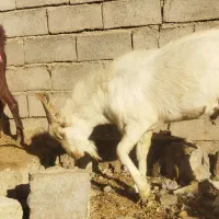 نر بز سانان به شرط اصالت یک ساله چووش|حیوانات مزرعه|سبزوار, صالح آباد|دیوار