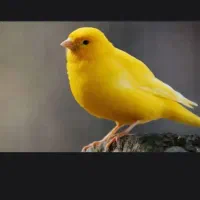 قناری نر