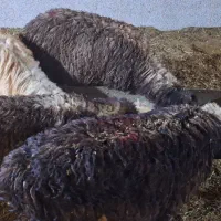 بره سبک|حیوانات مزرعه|اردکان, |دیوار