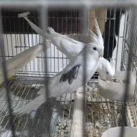 جفت عروس هلندی البینو مولد