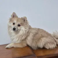 پامرین|سگ|نجف‌آباد, ویلاشهر|دیوار