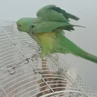 طوطی ملنگو