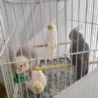 عروس هلندی