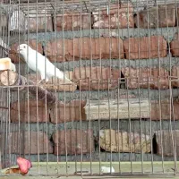 قناری نر ماده