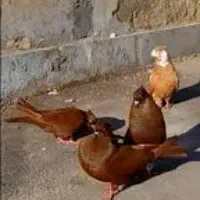 معاوضه با کفتر لون