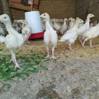 فروش 80عددجوجه بیوتی 6همراه جوجه برنز وبوربون