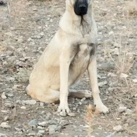 سگ ماده|سگ|مشگین شهر, |دیوار