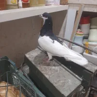 یال سیاه ماده