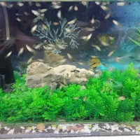 آکواریوم همراه ماهی