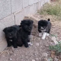 سگ پاکوتاه|سگ|مرند, |دیوار