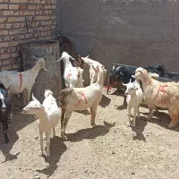 بزغاله سانن  نر و ماده