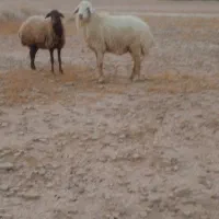 قوچ