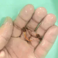 ماهی گلدفیش