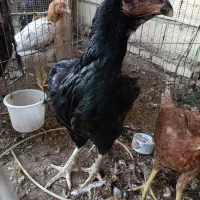 فروش 5 عدد مرغ|حیوانات مزرعه|سیرجان, |دیوار