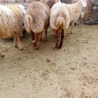 همه بره ها نر بزغاله هم هست|حیوانات مزرعه|اسفراین, |دیوار