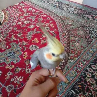 عروس هلندی مفت با قفس|پرنده|شیراز, شهرک کوشکک|دیوار