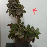 گل آپارتمان|گل و گیاه طبیعی|رباطکریم, شهرک والفجر|دیوار