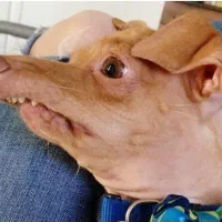 سگ خشگل و سالم