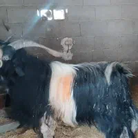 پازن در باغملک