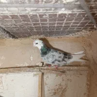 پرنده در مامونیه