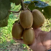 خرید کیوی هایوارد