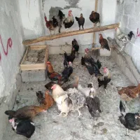 مرغ خروس محلی چاه قائدی وحیدکشتکار|حیوانات مزرعه|لامرد, |دیوار