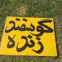 گوسفند زنده|حیوانات مزرعه|رباطکریم, شهرک صنعتی سبلان|دیوار