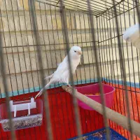 جفت قناری رسمی بلند سفید و طلایی