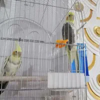 یک جفت عروس هلندی7ماهه|پرنده|یاسوج, |دیوار