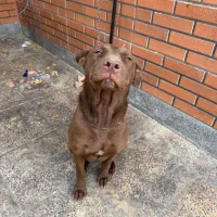 واگذاری سگ پیت بول|سگ|قدس, شهر‌قدس|دیوار