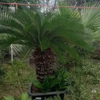 دو عدد سیکال فوق لوکس