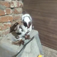کبوتر ککیلی یاتاق بالا
