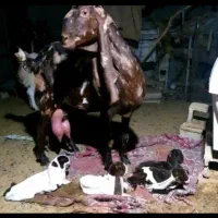 بز پاکستانی چهار قلوزا