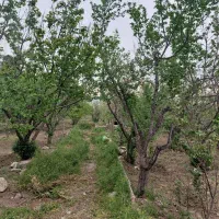 1000مترباغچه-فنس-شده