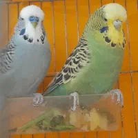 مرغ عشق اینگلیسی بیگ سایز جفت مولد هلندی گریدa