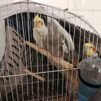 عروس نروماده توسی رنگن