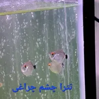 اکواریوم با ماهی و لوازم|ماهی|تهران, خانی‌آباد نو|دیوار