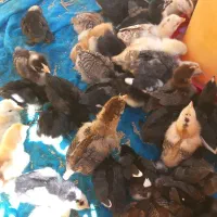 جوجه محلی