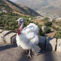 بوقلمون ارگانیک