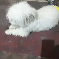 معاوضه سگ با پرنده
