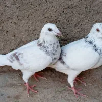 کاغذی و سار|پرنده|سبزوار, ابارش|دیوار