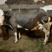 فروش گاو جوان