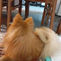 سگ پامرانین|سگ|شاهینشهر, خانه کارگر|دیوار