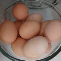 تخم مرغ نطفه دار نژاد تخم گذار. درشت