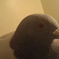 کبوتر پلاکی|پرنده|شهریار, شهرک اداری تندگویان|دیوار