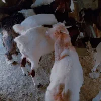 فروش 12راس بزغاله پاکستانی نر ماده چاق|حیوانات مزرعه|خوسف, |دیوار