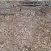 کبوتر سینه‌ای